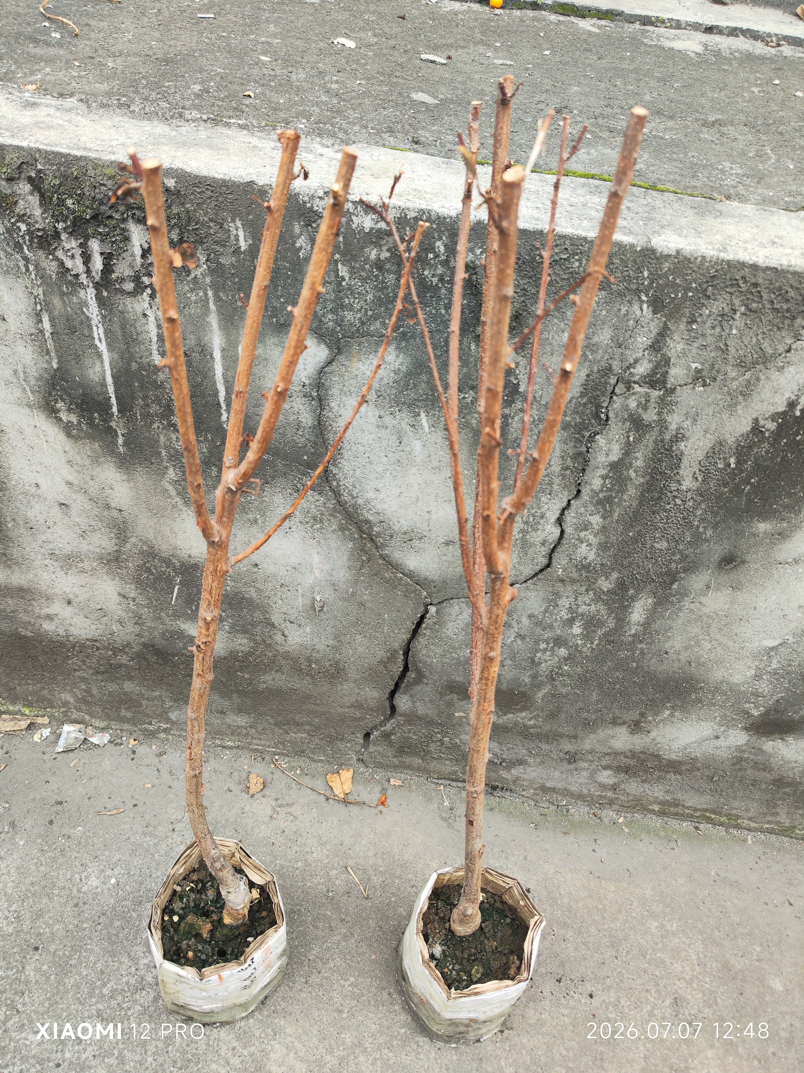杏树树苗嫁接特大帝王杏子早熟果树盆栽南方北方种植耐寒当年结果 帝王杏 6年苗【当年结果壮苗】 实拍图