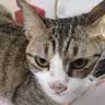 麦富迪猫粮三文鱼油幼猫粮10kg天然营养布偶猫咪实惠装 实拍图