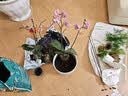 陶瓷花盆家用北欧风格特大号大口径室内外发财树绿萝盆栽特价清仓 苹果型蓝彩飞丝 大号【送塑料托盘网漏】 实拍图
