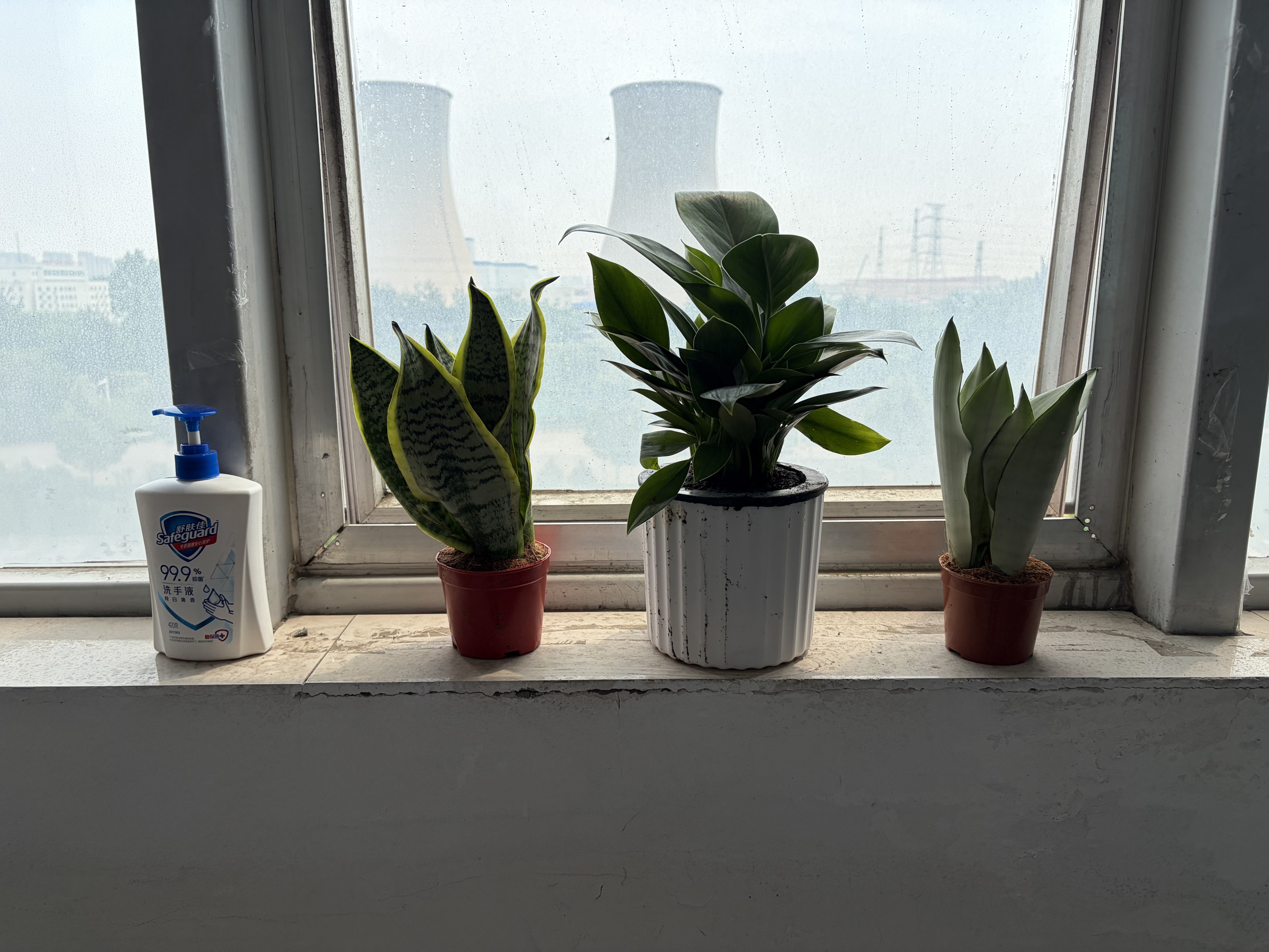萌肉居白玉虎皮兰绿植土培客厅植物盆栽虎尾兰白玉虎皮兰原盆源头直发 实拍图