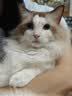 妙多乐猫粮成猫10kg 全价猫粮均衡营养大蓝袋 实拍图