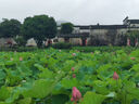 博世（BOSCH）雨刷雨刮器雨刮片火翼有骨U型24/14(东风风光360/风光370) 实拍图