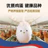 京鲜生 无抗保洁鲜鸡蛋30枚/盒 健康轻食 礼盒送礼 1.5kg/盒 源头直发 实拍图