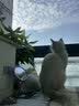 instinct进口猫粮百利无谷鸡全猫幼猫干粮11磅/5kg 实拍图