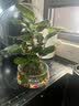 花翁小盼菩提苔藓球水培绿植物盆栽办公室内桌面好养易活花卉源头直发 实拍图