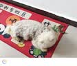 蒙贝 风干火鸡脖 狗狗零食 磨牙棒洁齿骨训犬奖励 108g共2支 实拍图