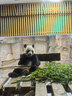 小熊（Bear）全玻璃养生壶 纯玻璃煮茶壶恒温壶 多功能炖煮花茶壶烧水壶 1.5L YSH-H15L2 实拍图