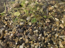 疯狂水草溪流鹅卵石5斤天然溪流石鱼缸专用底砂溪流缸造景石装饰溪流沙 实拍图