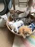 欢宠网猫爬架猫窝猫玩具猫咪玩睡一体猫屋封闭式多层树洞猫抓板四季通用 实拍图