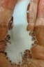 贝亲（Pigeon）洗发水沐浴露 含桃叶精华 婴儿洗发沐浴二合一 500ml IA209 实拍图