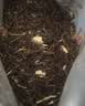 越峰特级茉莉银针春茶新茶嫩芽浓香白毫银针茉莉花茶纸包装茶叶125g 实拍图