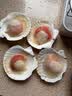 富海锦鲜汁半壳虾夷扇贝540g 8-10只无沙火锅烧烤食材 海鲜生鲜贝类送礼 实拍图