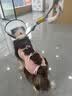 宠号狗狗绝育服四脚衣手术服断奶衣服小中大型犬金毛柯基泰迪比熊 粉色（四季纯棉 公母通用） L 建议20-40斤 实拍图