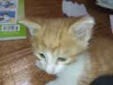 舒腾中华田园小猫咪活体田园猫宠物家养猫咪橘猫幼猫活体土猫狸花猫咪 田园级 随缘 公（幼猫两个月左右） 实拍图