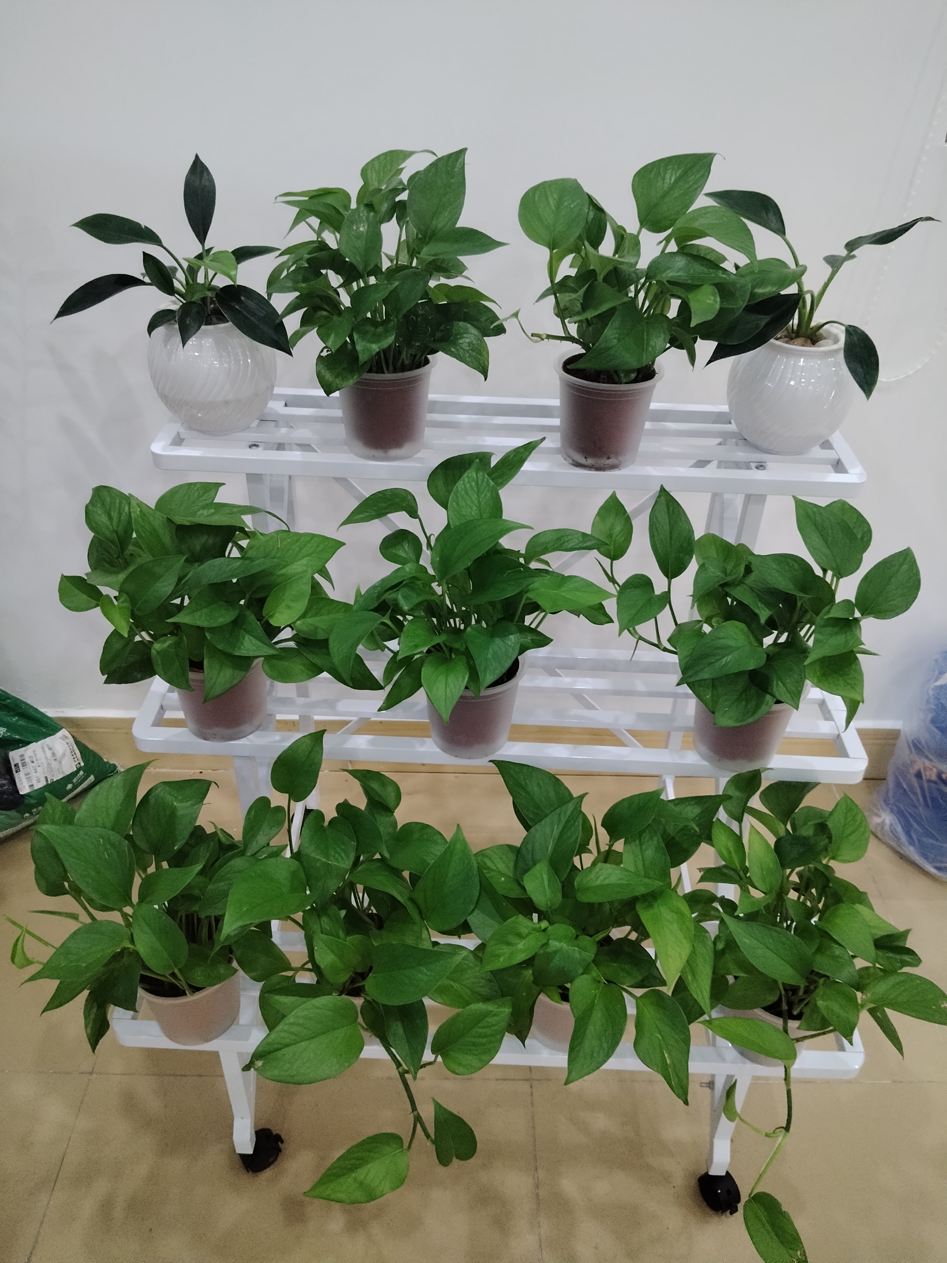 京东绿植绿萝盆栽除甲醛花卉绿植办公室新房净化空气110款10盆装源头直发 实拍图
