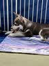憨憨乐园狗狗磨牙棒幼犬专用耐咬狗骨头小中大型犬补钙洁齿宠物零食 实拍图