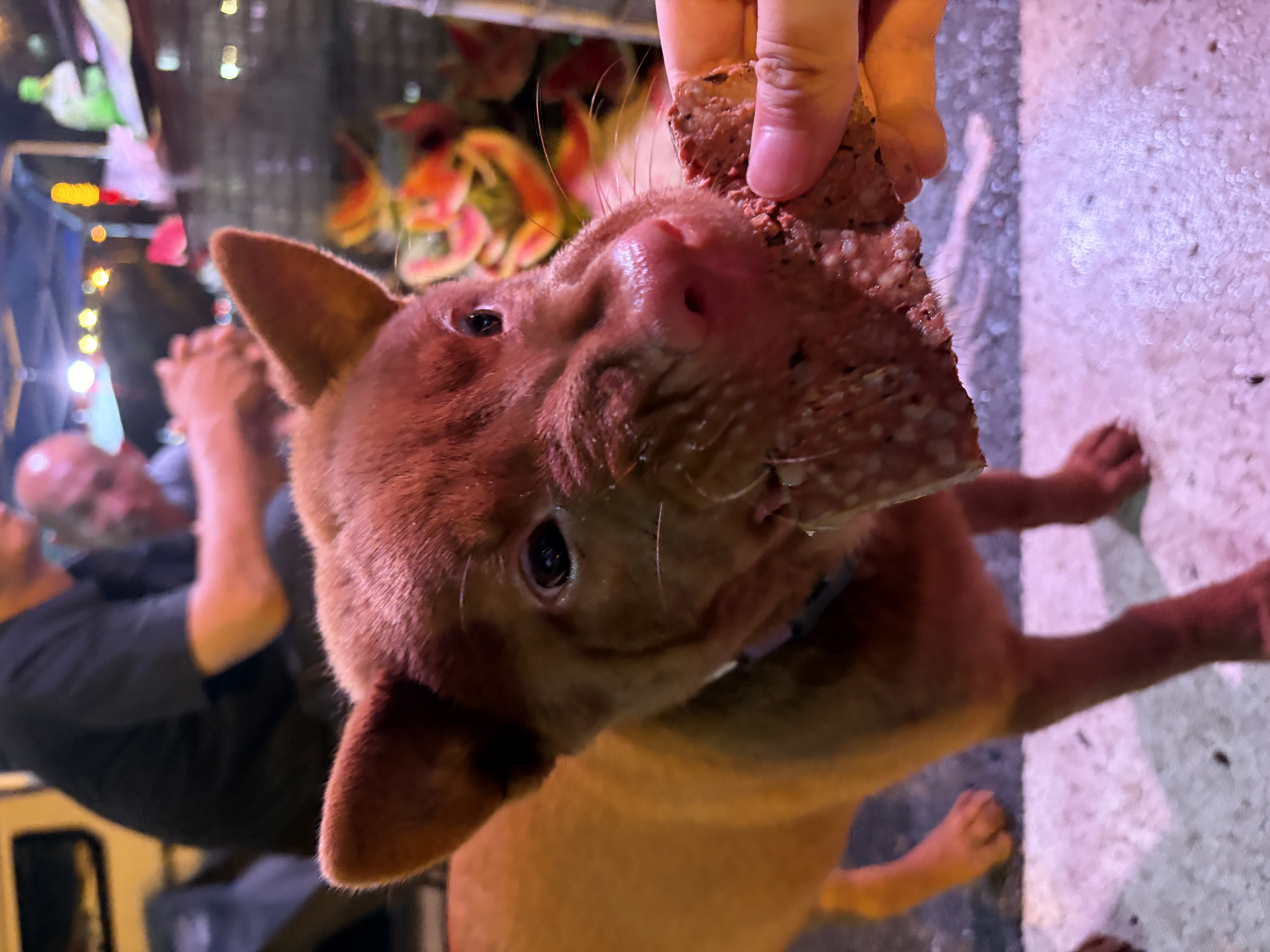 澳龙狗狗宠物驱虫药体内驱虫药中大型犬打虫药吡喹酮6片/盒 实拍图