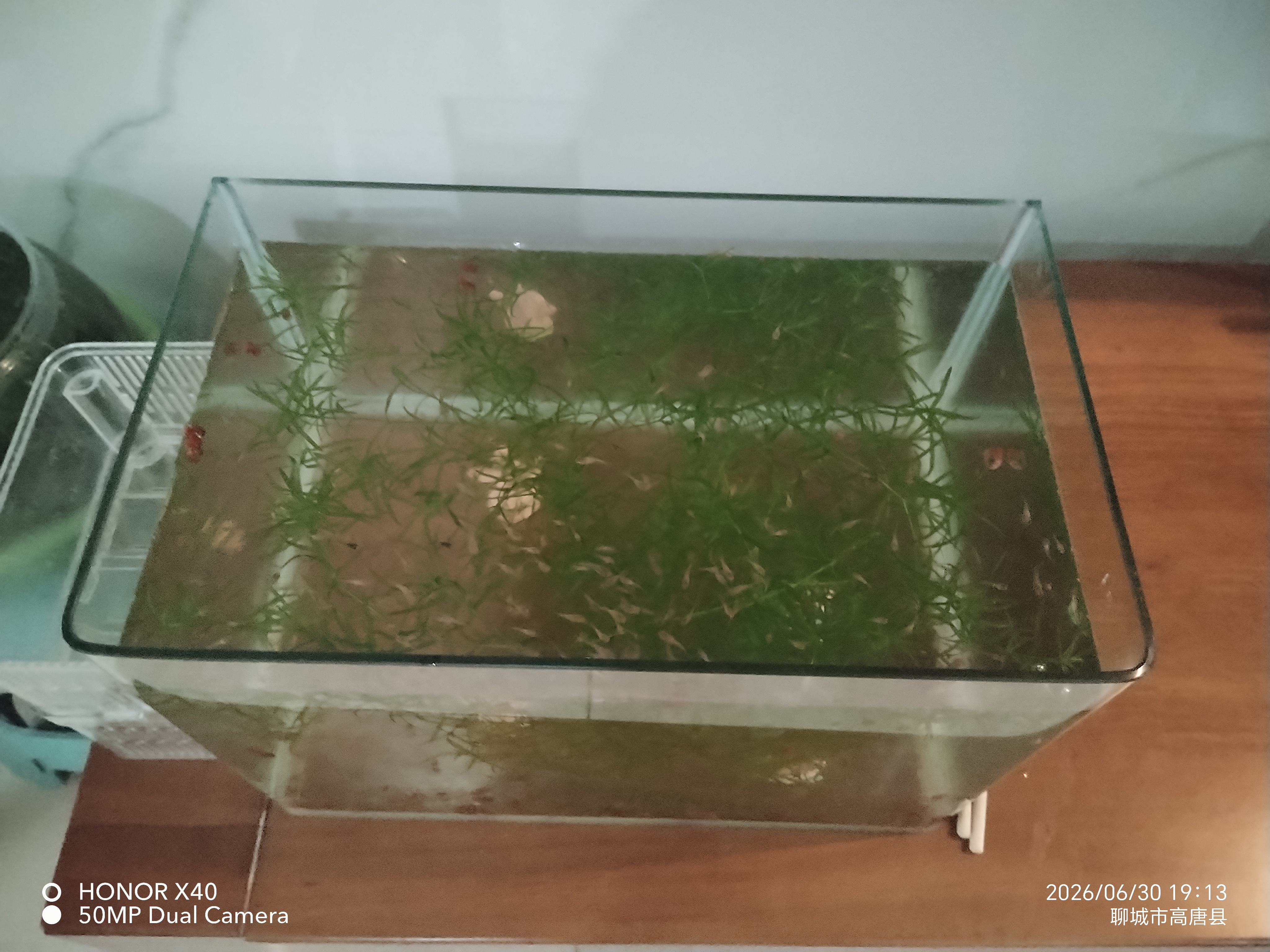 坤宁王金晶超白玻璃鱼缸桌面造景小鱼缸家用客厅裸缸一体缸30*17*20cm 实拍图