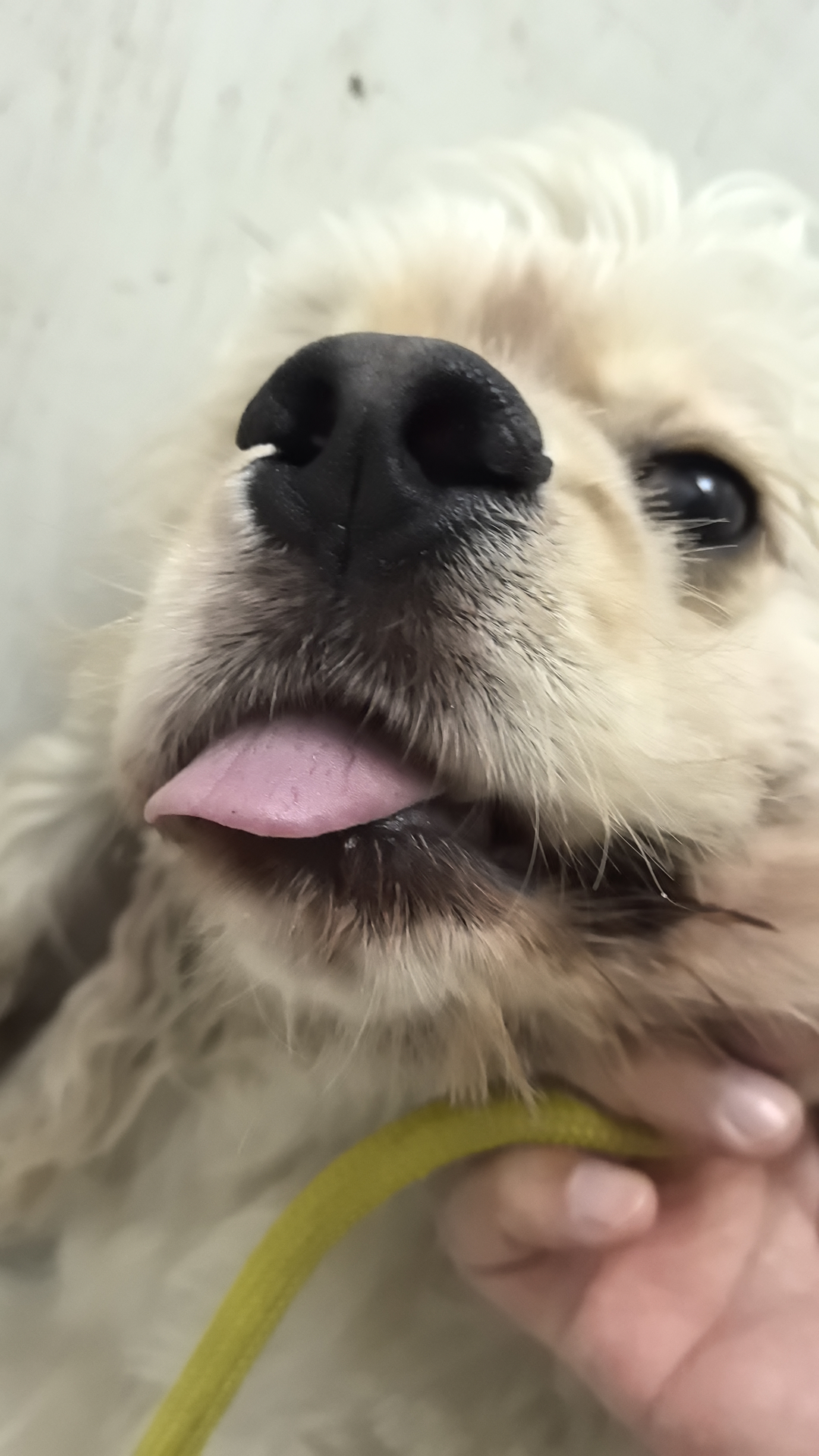 欢宠网宠物自动伸缩狗绳狗狗牵引绳猫咪猫溜遛狗绳子遛猫绳牵狗链子小狗 实拍图