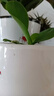 倾颜蝴蝶兰花苗鲜花四季植物 室内客厅绿植盆栽花卉大苗盆景四季长青 蝴蝶王【基简易透明原盆】 透明1.7寸【原杯原土】 实拍图