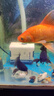 森森（SUNSUN）耀蓝鱼缸水泵小型潜水泵过滤泵抽水泵YQP-1000 15W 实拍图