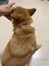 HELLOJOY猫咪驱虫项圈狗狗猫宠物狗猫圈除跳蚤猫猫幼猫小猫小狗体外去跳蚤 实拍图