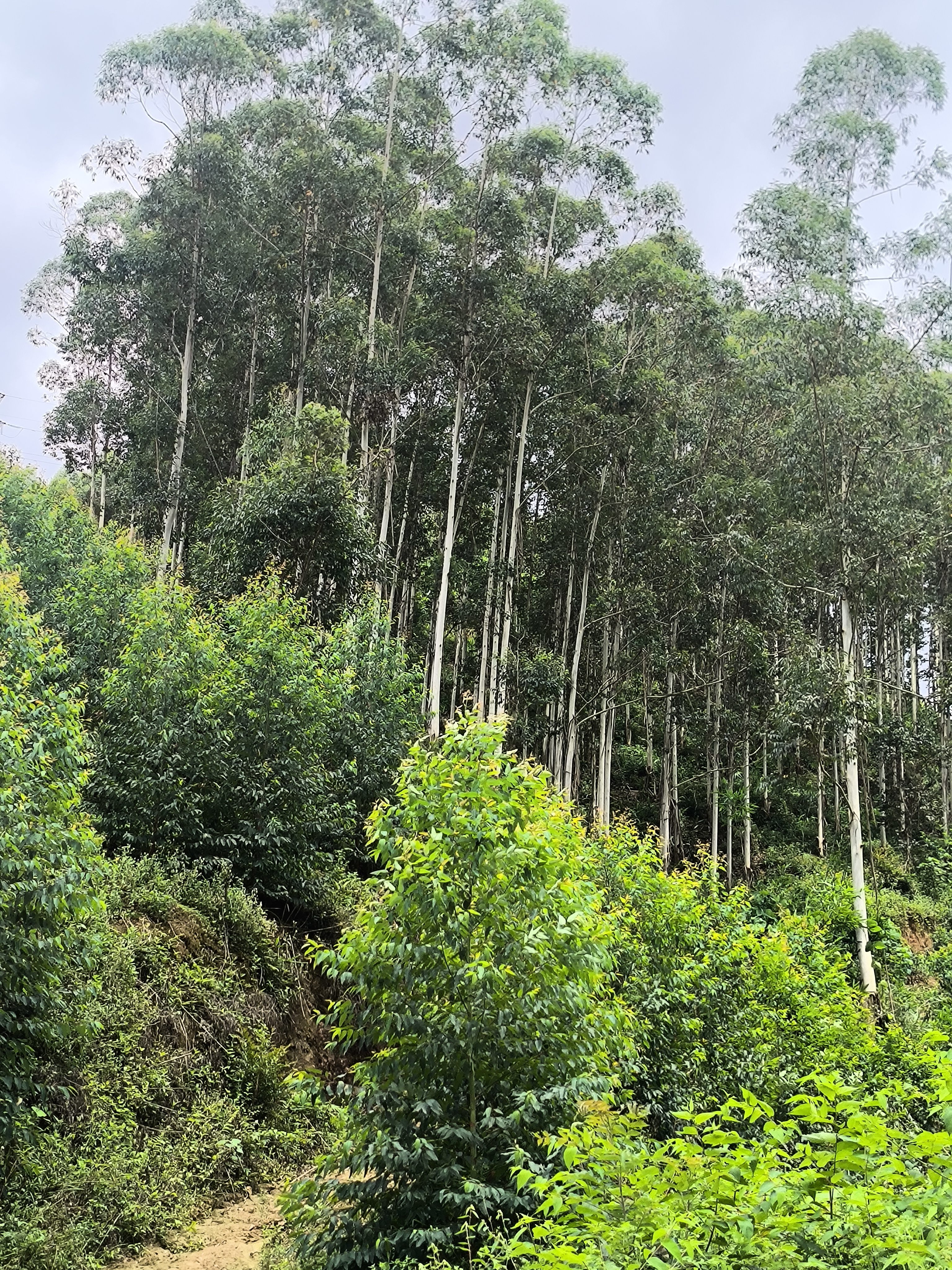 海澜之家（HLA）A类深度护睡眠记忆棉枕头芯慢回弹宿舍单人制式颈椎枕家用一对装 白色【针织棉】记忆枕 A类 单只 50*30*10/8cm/枕芯重约：600g 实拍图