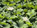 诺特兰德电解质粉电解质冲剂 多种维生素矿物质【10袋/盒】日光柠檬风味 实拍图
