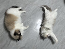 Orijen渴望猫粮 成猫幼猫粮 六种鱼肉美毛无谷全价进口5.4kg效期27/1 实拍图
