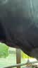 蕉内（Bananain）银皮301S男士内裤棉感10A抗菌男生撞色腰带运动透气平角夏季3件 渐变黑腰 3条 XL 实拍图