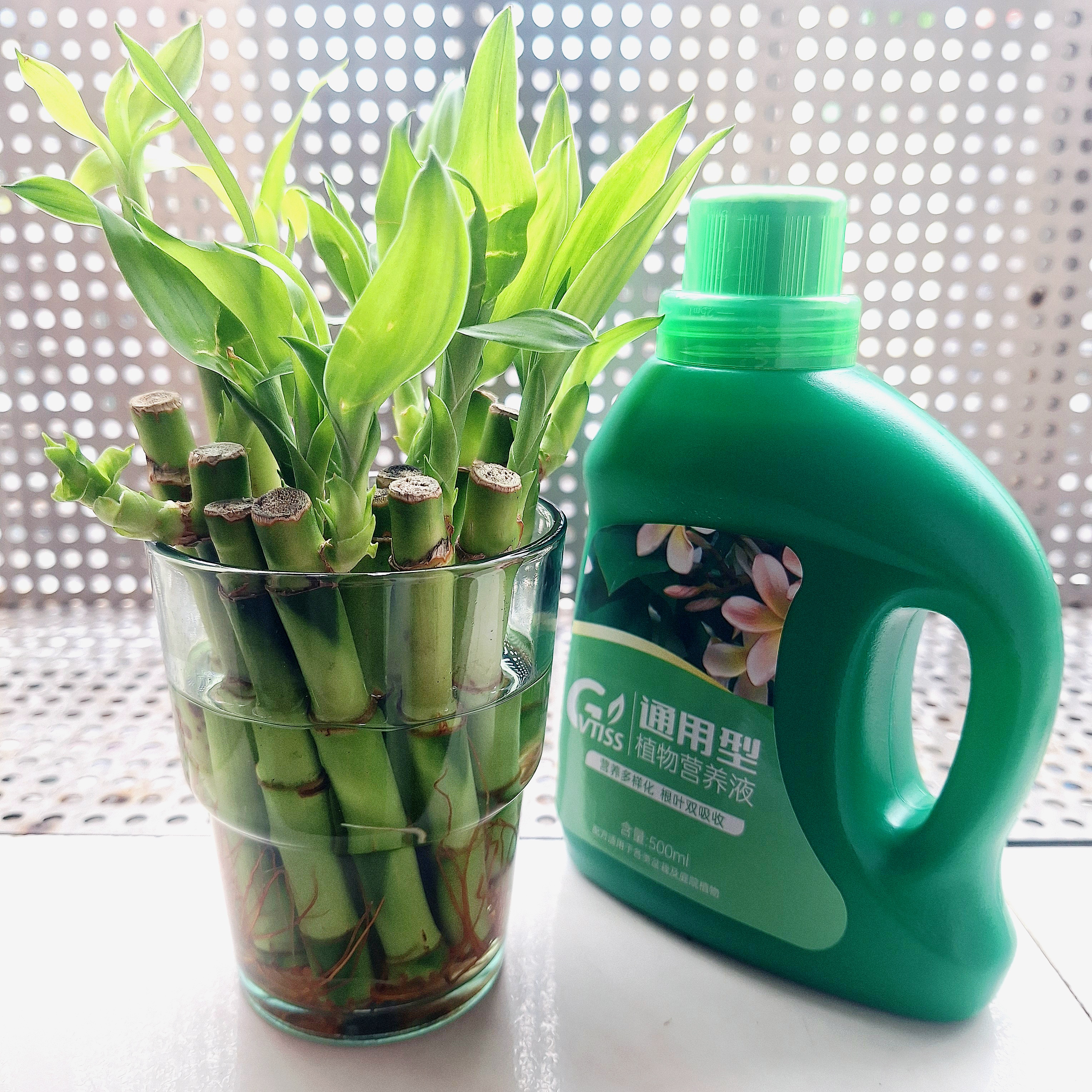 营养液植物通用型花肥发财树富贵竹绿萝水培盆栽家用花卉养花肥料 【通用型】500毫升一瓶 实拍图