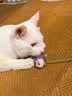 好主人猫粮 成猫猫粮 全价成猫天然粮通用鸡肉味 10kg/20斤 实拍图