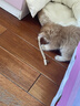 HELLOJOY木天蓼猫咪磨牙棒猫玩具自嗨解闷拉菲草逗猫棒耐咬幼猫养猫神器 实拍图
