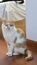 皇家成猫猫粮 营养均衡 F32 通用粮 1-7岁 4.5KG 实拍图