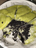 KINHISA抹茶奥奥碎千层蛋糕420g*2盒 动物奶油 生日蛋糕点零食 实拍图
