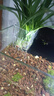 奈宠鱼缸水培定植篮壁挂式水草杯框植物固定支架造景装饰配件水族挂盒 壁挂水培盒方型【2个装】 实拍图