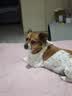 Meatyway爵宴狗零食猫犬通用磨牙小型犬幼犬训练奖励零食冻干花鲳鱼 50g 实拍图
