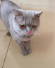 领先成猫尝鲜礼包主食级烘焙猫粮猫条餐盒汤包（新老款随机发货） 实拍图