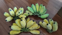 苹果蕉新鲜广西香蕉自然熟芭蕉香甜粉糯万澄现摘生鲜现发水果 带箱8.5斤净重8斤 实拍图