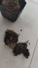 绿萝文竹九里香小叶赤楠禅意盆栽办公室桌面植物小盆景绿植花卉苗 文竹+舍得盆+方底托+青苔 实拍图
