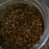 以美花草茶精选桂花30g金桂新干花可熬酱无熏硫食用养生泡酒搭红茶 实拍图