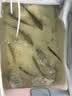 臻佑（Grsaed）钓鱼桶EVA多功能加厚鱼桶水桶钓箱钓鱼箱活鱼箱装鱼箱渔具包折叠便捷活鱼桶45cm灰色 实拍图