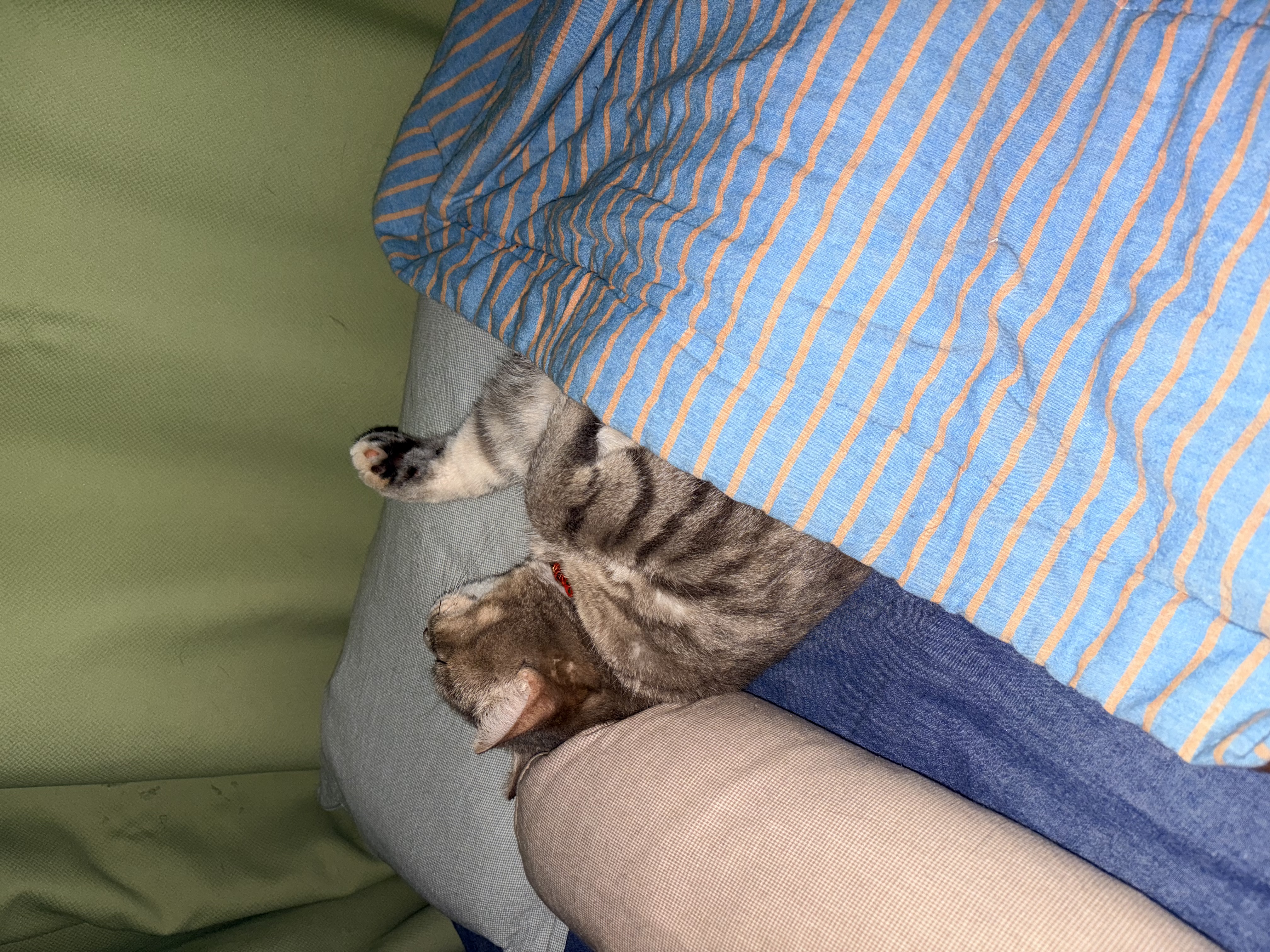 诚实一口P40全价猫粮成猫幼猫室内外80%鲜肉高蛋白益生菌养胃乳鸽味12kg 实拍图