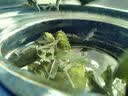 陈一凡 薄荷茶 精选薄荷叶颗粒90g 泡水喝的花草茶养生茶罐装 实拍图