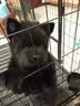 皇家狗粮 幼犬奶糕幼犬狗粮宠物中型犬MES30 全价犬粮 ≤2月 1KG 实拍图