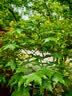 美的（Midea）电煮锅 宿舍小电锅 电蒸锅 多功能家用宿舍泡面小火锅 蒸煮一体电热锅2.6L多功能锅XZE2066 配蒸笼 实拍图