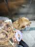 普安特宠物狗狗驱虫药体外驱虫犬驱寄生虫跳蚤非泼罗尼爱滴克0.67ml*3支 实拍图