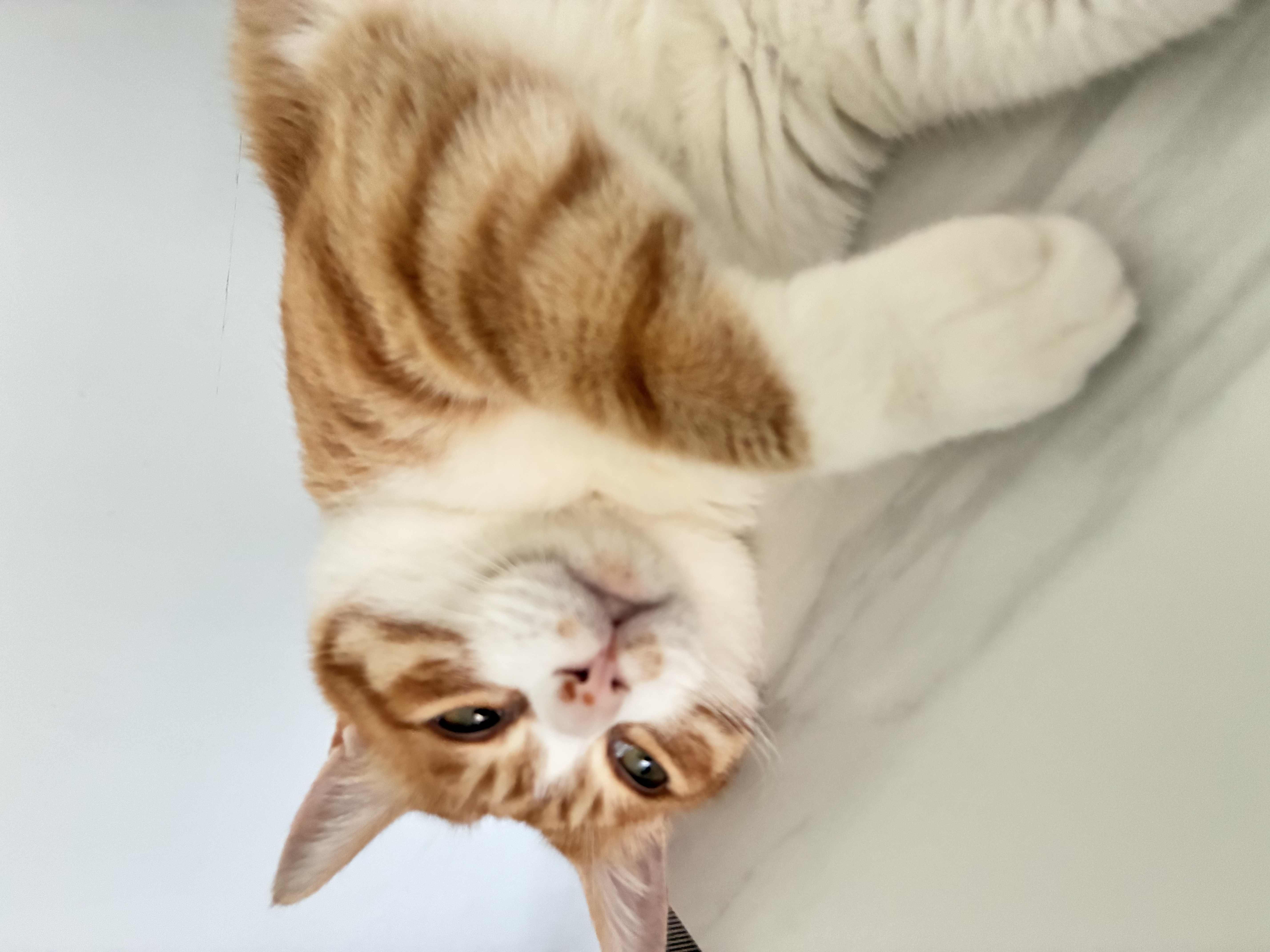 卫仕 五拼冻干全价全阶段猫粮 成猫幼猫冻干试吃 山海盛宴100g 实拍图