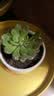 绿荫巷子多肉植物组合套餐肉肉室内植物办公室电脑桌面盆栽好养活小盆栽 【红宝石】精养大颗 含瓷盆+托 实拍图