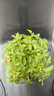 曼克顿（MANKEDUN）26款A类里外纯棉全棉夏季薄新疆棉花夏被空调被夏凉被可机洗裸睡 棉白+灰【100%新疆棉 假一罚十】 150*200cm【大牌品质 平替首选 0溢价】单人被 实拍图